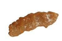 Coprolite de requin